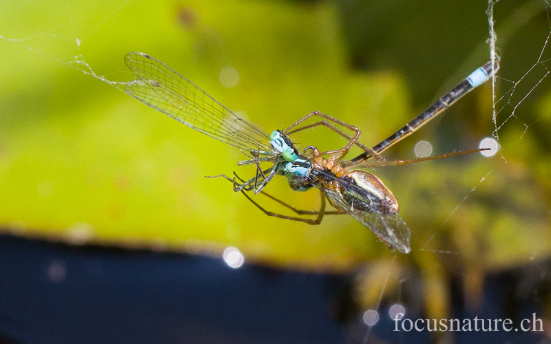 Agrion et araignee 6342.jpg - Agrion jouvencelle piégé par une araignée Tetragnata extensa... (Ermitage, Genève, Suisse, juin 2013)